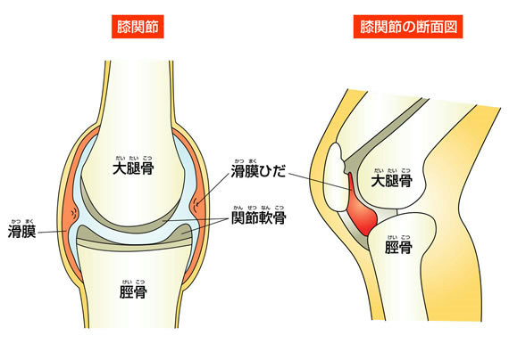 膝関節の解剖図