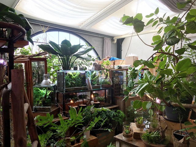 「cotoha(コトハ)」京都で観葉植物なら”絶対に”ここがおすすめ!